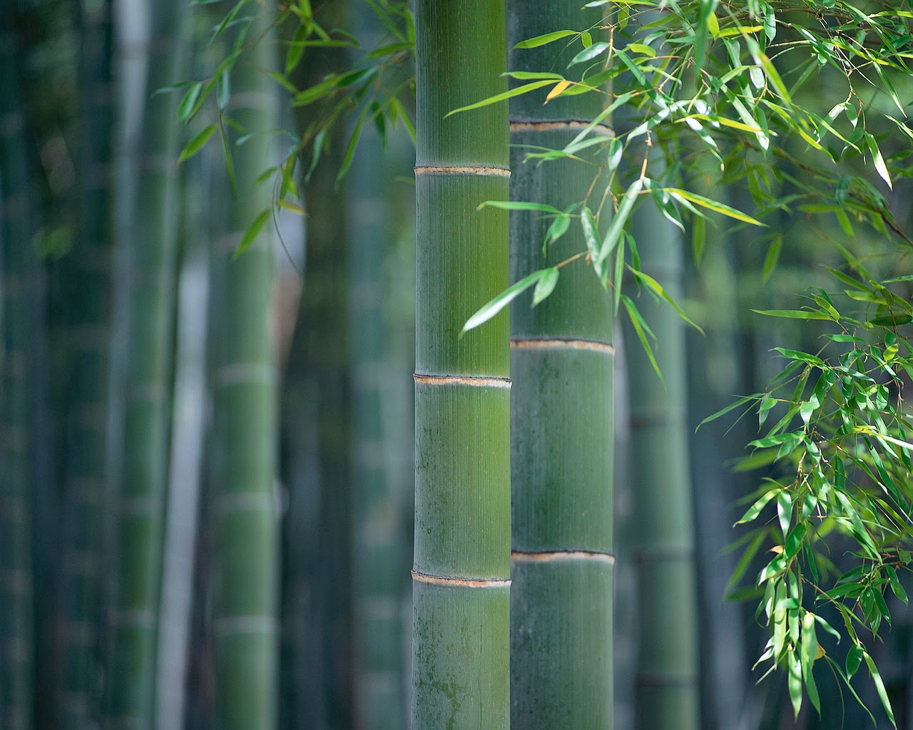 Bamboo Wallpapers Collections Most beautiful places in the world Download Free Wallpapers